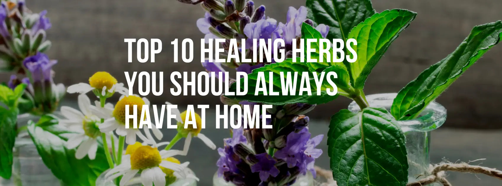 Unlocking Nature's Potency: The Top 10 Healing Herbs Every Home Needs
