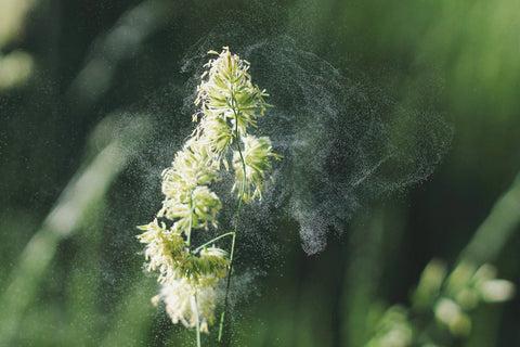 ALERGIA & SINUS
