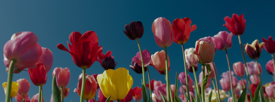 Spring Detox Made Simple: Natural Tips & Homeopathic Remedies