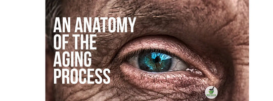 Une Anatomie du Processus De Vieillissement