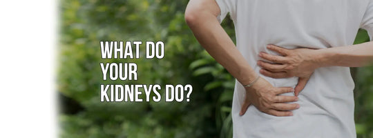 What Kidneys Do and How to Protect Them