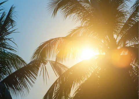 The sun appearing between the branches of a palm tree