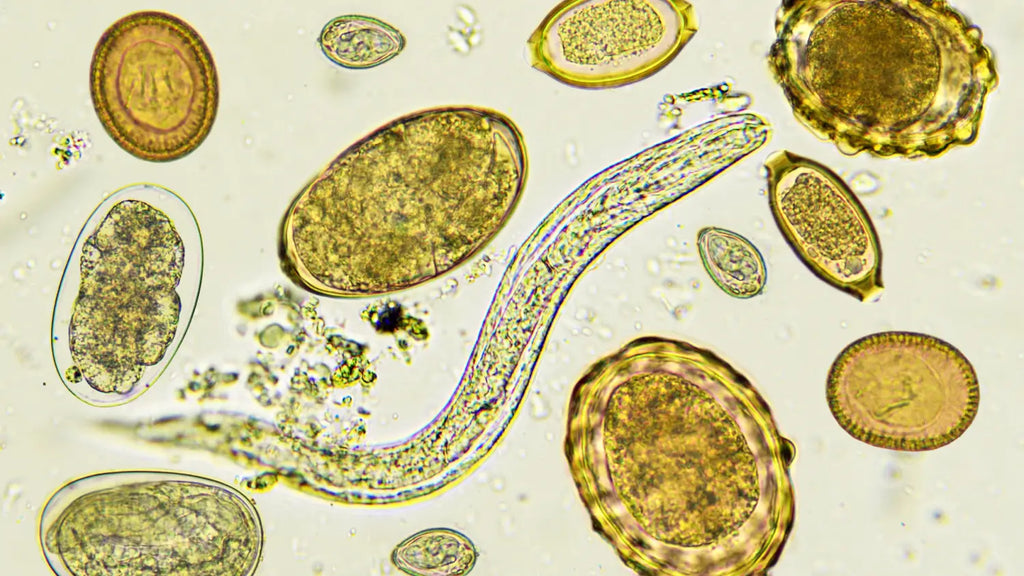 Parasitic worm in stool analysed by microscope