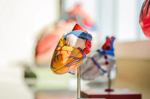 Artificial heart model