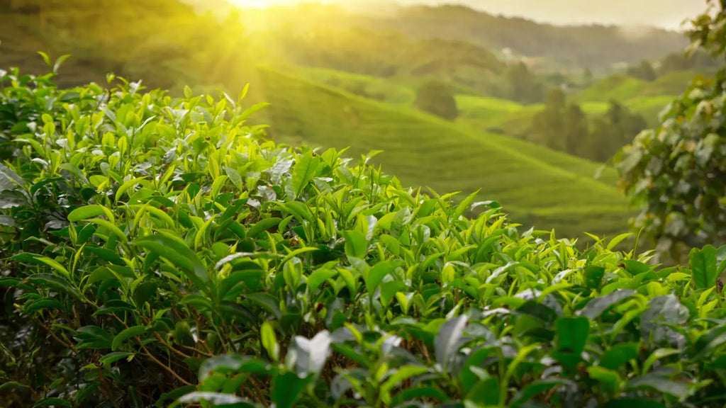 Tea plants on field