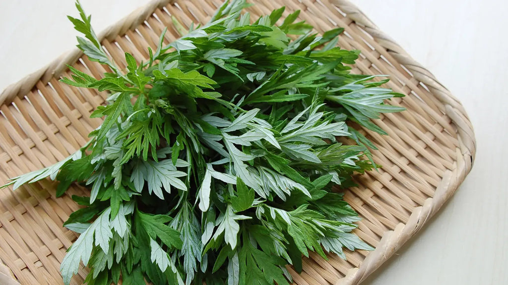 wormwood herb