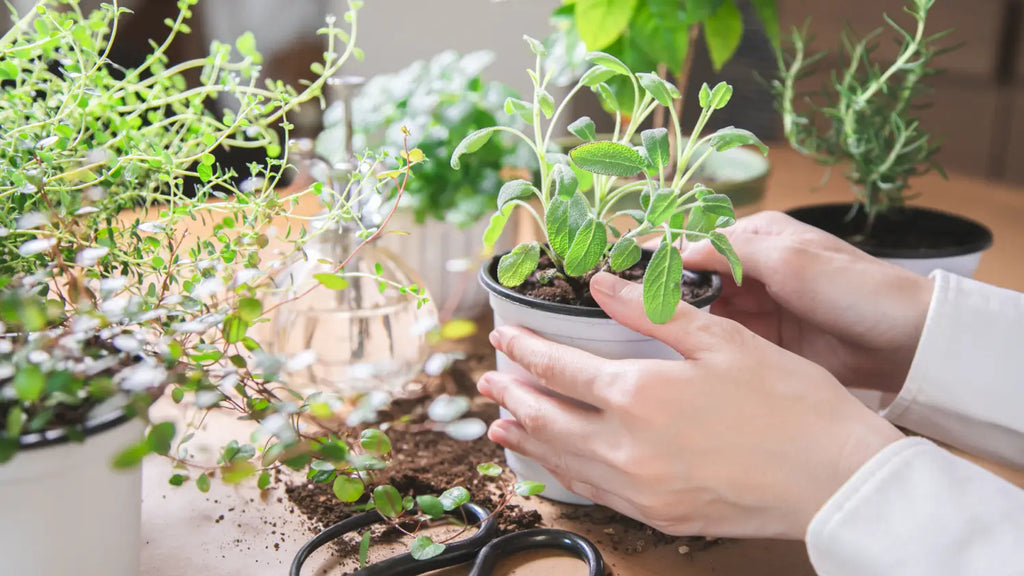 Person taking care of indoor potted plants; gardening