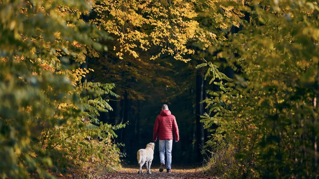 Man walking in forest with dog