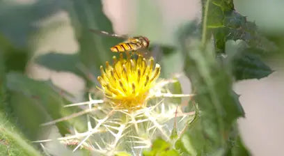 Blessed thistle flower.