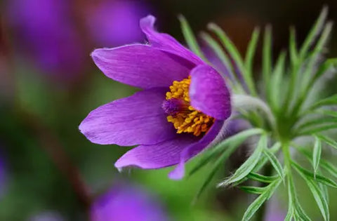 Pulsatilla flower.