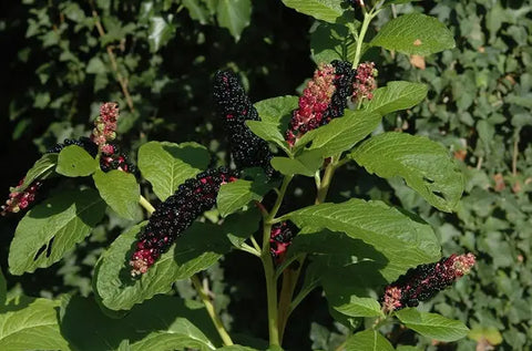 Phytolacca plant.