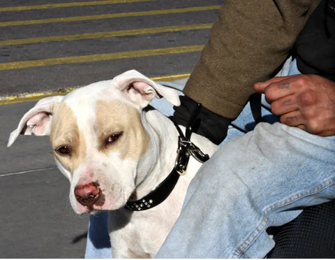 Man with dog in the street