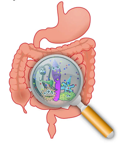 Gut graphic representation