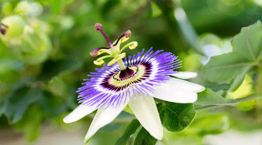 Passionflower