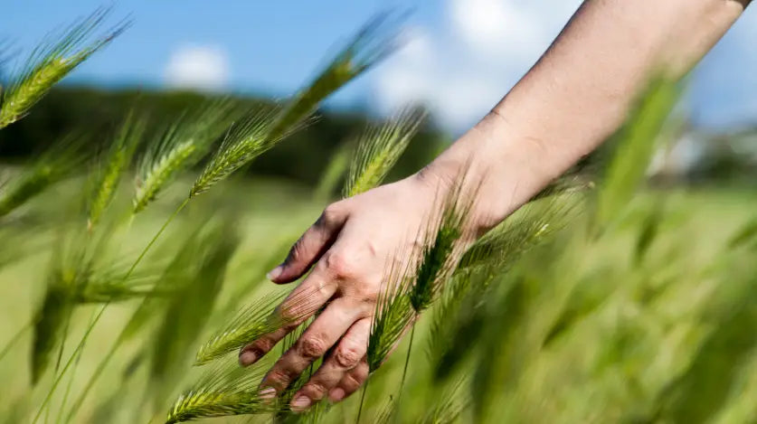 Person's hand touching grass while walking