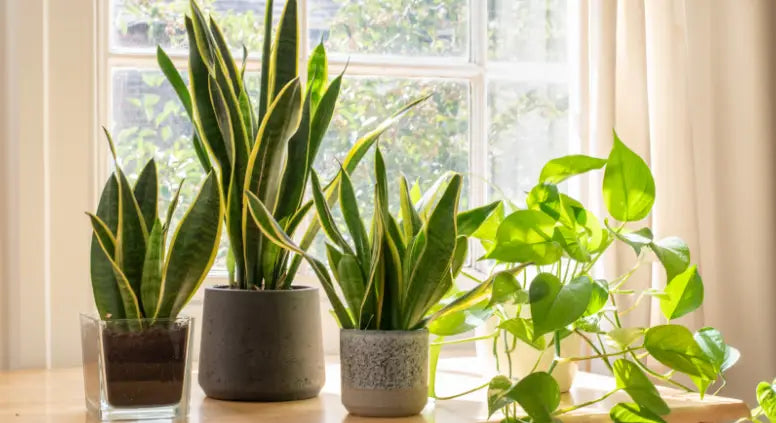 Potted snake plants on window sill
