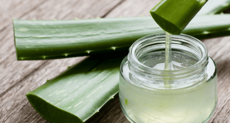 Aloe vera leaves and jar filled with aloe vera gel