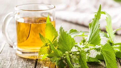 Cup of nettle tea and nettle herb