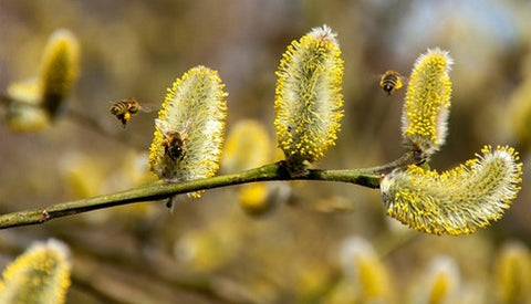 Bees landing on flowers