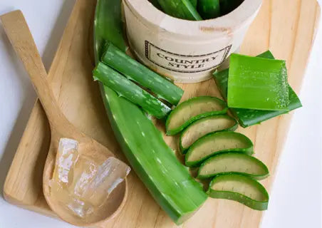 Aloe vera plant and aloe vera leaves