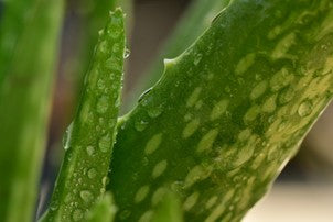 Aloe vera