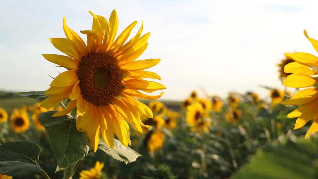 field of sunflowers during summer