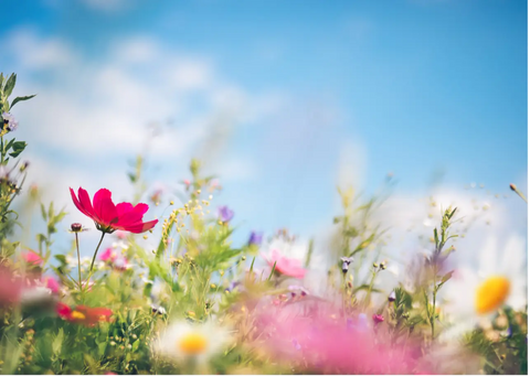 Flowers in field