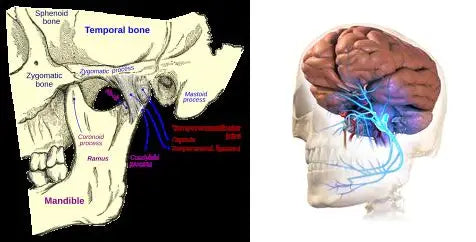 TOOTHACHES FACIAL NERVE PAIN & JAW PAIN